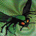 Green Hornet